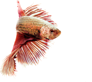 Pet Supplies Plus on X: You won't find a Betta deal, get 20% off Betta  fish with your PPC card. Check with your local store for availability   / X