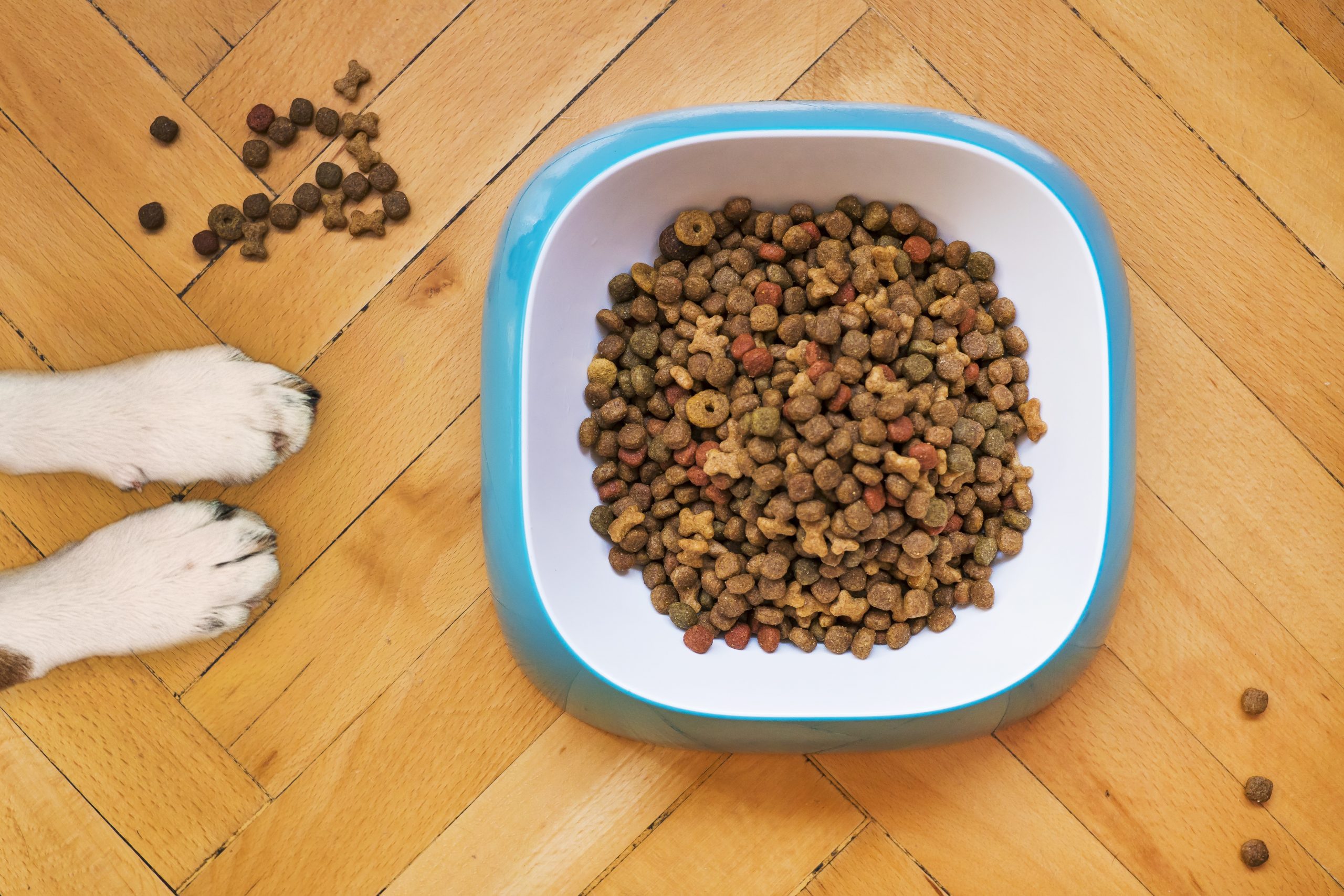 dog food - kimmel vs raw